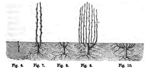 How To Cut Willows 50023