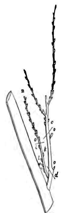 II Of Pruning Properly So Called 40025