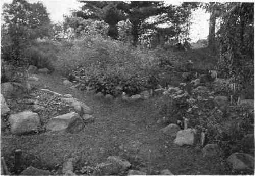Fig. 171. In the wild garden the paths should be of turf and very broad. See page 222.
