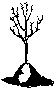 Tree earthed up for winter.