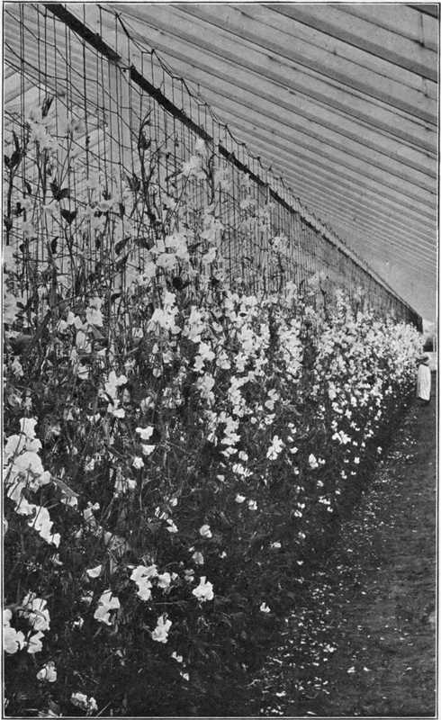 Growing Sweet Peas Under Glass For Seed