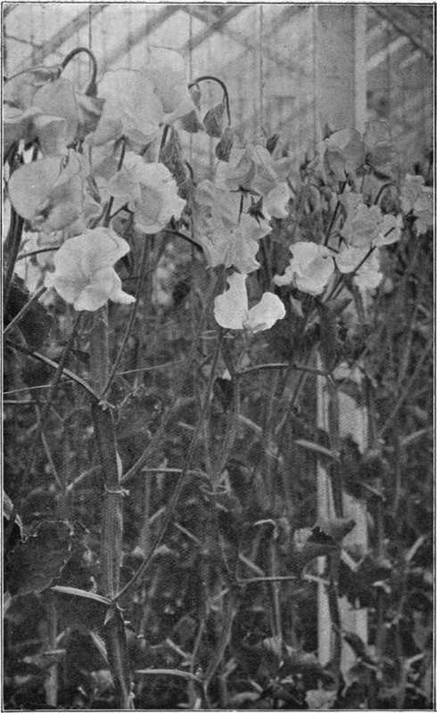 Very Fine Sweet Pea Flowers Under Glass For Exhibition