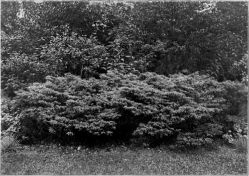 The Savin Juniper, For Town Planting. To face page 82