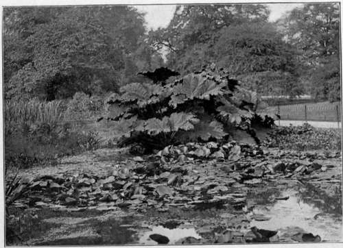 Water Plants In London. To face page 168