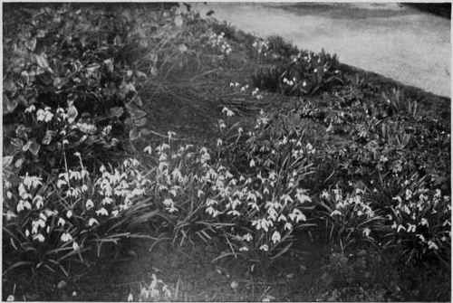 A colony of Snowdrops on a winter day.