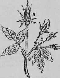 Disbudding Roses.