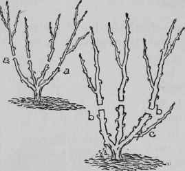 Pruning Dwarf Roses.