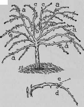 Pruning Gooseberry.