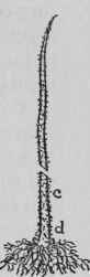 Pruning Raspberries (p. 318).