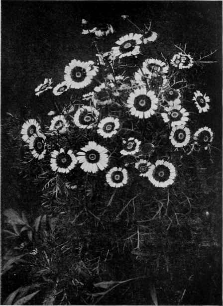 Single Annual Chrysanthemums from seed sown out of doors in string.