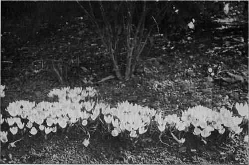Winter cheerfulness in the bare border a colony of yellow Crocuses.