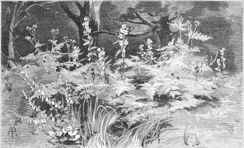 A beautiful accident. A colony of Myrrhis odorata, established in shrubbery, with white Harebells here and there. (See p. 60.)