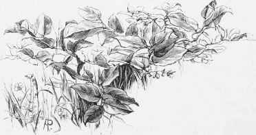Partridge Berry (Gualtheria).