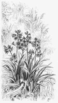 The association of exotic and British wild flowers in the Wild Garden. The Bell flowered Scilla, naturalised with our own Wood Hyacinth.