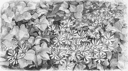 Woodruft and Ivy.