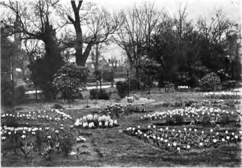 Spring In The Crook's Hill Board School Garden, Norwich