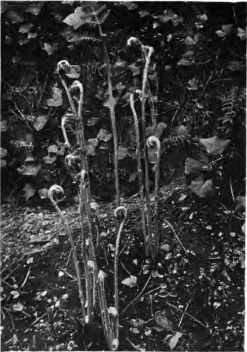 The Osmunda In May