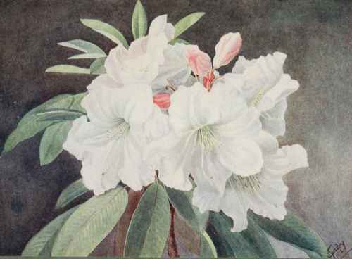 Rhododendron Loderii. Painted by Josephine Gundry.