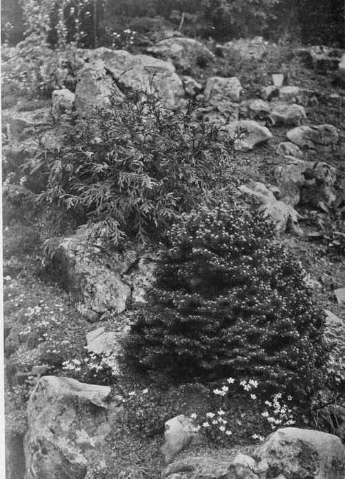 Two useful rock garden shrubs. Upper - Thuja dolabvata nana. Lower - Picea excelsa Remonth.