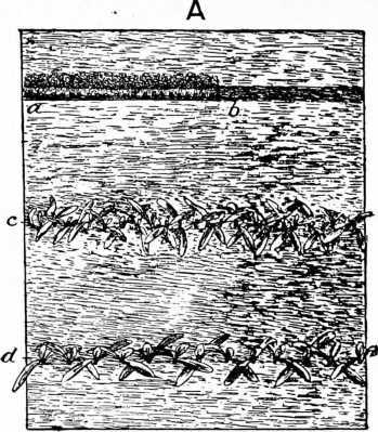 Fig. 92. Sowing And Thinning Spinach.