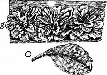 Fig. 93. Sowing And Thinning Spinach.