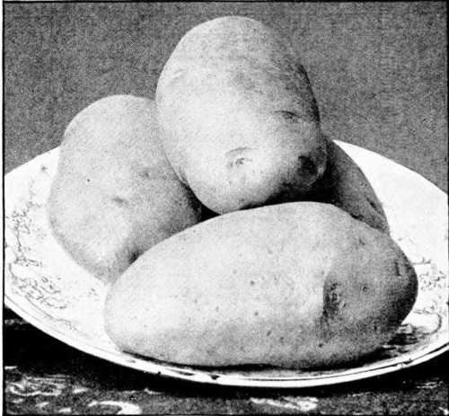 Fig. 77. Potato Type - Special.