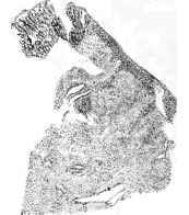 The left corner of Fig. 41, as seen under the microscope with low power.
