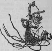 Arnicae Rhizoma B P Arnicae Radix U S P Arnica Rhi 304