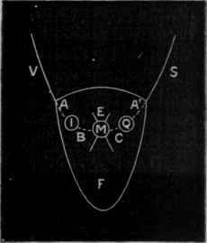 Fig. 106.   Diagram of the hypothetical nervous apparatus in the heart. M, motor ganglion. I, inhibitory ganglion. Q, quickening ganglion. v, inhibitory fibres ; and s, quickening fibres from the head.