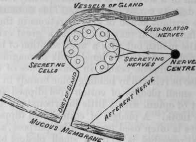 Fig. 124. Diagram representing the general relation of nerves to the secreting cells and vessels of a gland. For the sake of simplicity only one afferent nerve and one nerve centre and one set of secreting and vascular nerves are here represented.