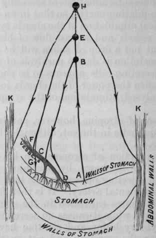 Fig. 127. Diagram to illustrate the supposed nervous connections of the stomach. A gentle stimulus applied to the walls of the stomach is transmitted by the afferent nerves, A, to a nerve centre, B, and thence along the vaso dilating nerves, c, and the secreting nerves, D,to the vessels of the mucous membrane and the cells of the gastric follicles.