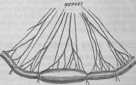 Fig. 131. Diagram showing the effect of section of nerves on secretion from the intestine. The nerves going to the middle loop have been divided, and it is distended with the fluid secreted.