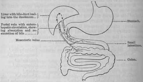 Fig. 143. Entero Hepatic Circulation.