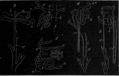 Fig. 147.   Diagram showing the form of the urinary tubules in different classes of animals, after Hufner. 1. Pish. 2. Frog. 3. Tortoise. 4. Bird. 5. Mammal.