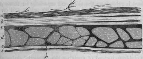 Fig. 158.   Injected lymph spaces from the fascia lata of a dog. The injected lymph spaces are black in the figure. (After Ludwig and Schvveigger Seidel.