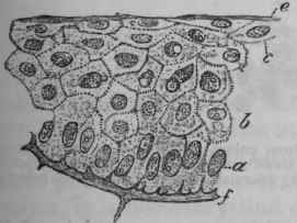 Fig. 169. Vertical section of the healthy epidermis of a frog, a, Columnar layer of cells. b, Malpighian layer, c, Intermediate layer. e, Corneous layer.
