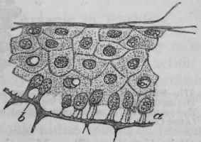 Fig. 170. Vertical section of epidermis from a frog poisoned by arsenic. 6, vacuole in the softened protoplasm of the columnar layer of cells. At a the protoplasm is more softened and the vacuoles enlarged so that the cells are attached to the dermis only by threads of protoplasm.