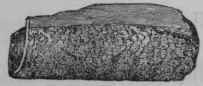 Fig. 182. Cusparia, half the natural size.