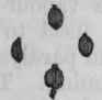 Fig. 195. Conium.