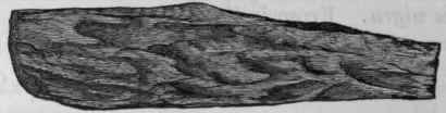 Fig. 201. Cinchona Calisaya Bark, half the natural size.