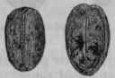 Fig. 220.   Croton Oil Seeds.