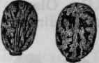 Fig. 221.3 Castor Oil Seeds.