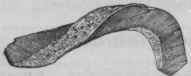 Fig. 223.   Cut piece of Squill, half the natural size.