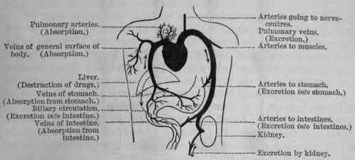 Fig. 5.   Diagram to illustrate absorption and excretion