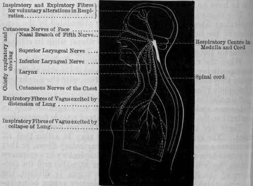 Fig. 81. Diagram showing the position of the respiratory centre, and the afferent nerves which influence it. Inspiratory nerves are indicated by plain, and expiratory by dotted, lines.