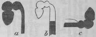 Fig. 94.   For description vide p. 263.