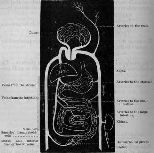 Rectum And Haemorrhoidal Plexus.
