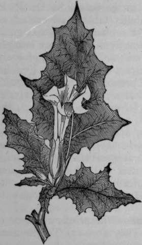 Fig. 46.