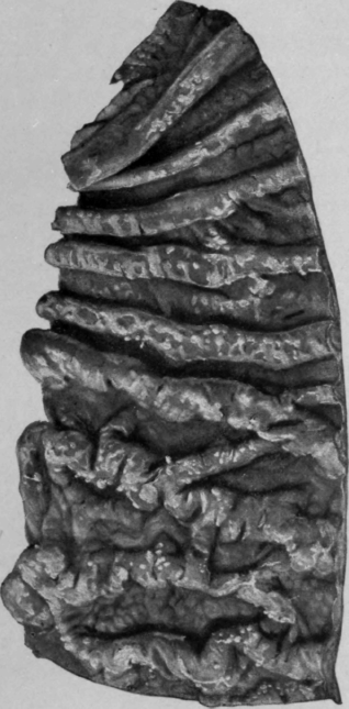 Fig. 63.
