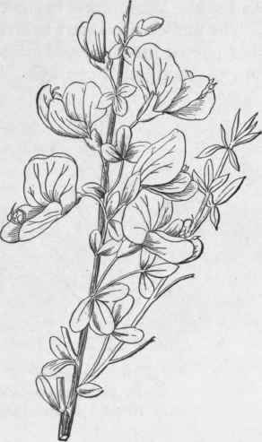 Fig. 104. Broom, flowering branch. (Maisch.)